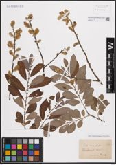 Foto von Salix cinerea L.